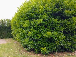 Seto Prunus 02062253